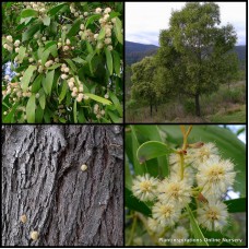 Acacia Lightwood Wattle x 1 Plant Australian Native Plants Trees Yellow Flowering Hardy Drought Frost Hickory implexa